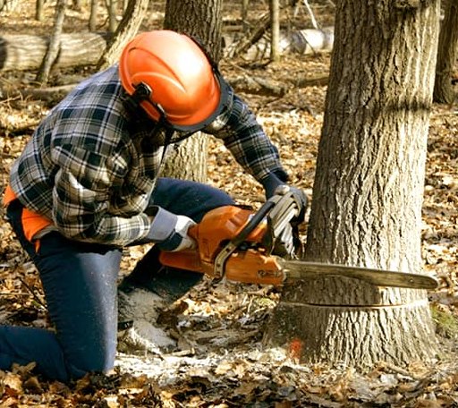 Tree Removal in Bascom, FL